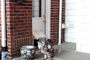 Image shows a DOORBRIM canopy, rain diverter or hood over a doggie door to stop leaks when raining.